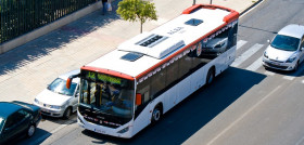 Confebus criticaOK