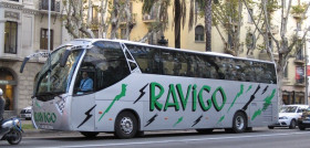 Confebus confirmaOK